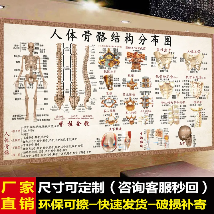 人体骨骼结构图肌肉示意图海报中医馆挂图养生理疗医院骨骼贴画