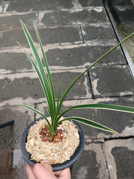 兰花，精品兰花，图片仅供参考，一物一拍