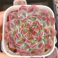 3号多肉植物   六方盆单头炫影一颗（尺寸5左右）满28包邮除偏远