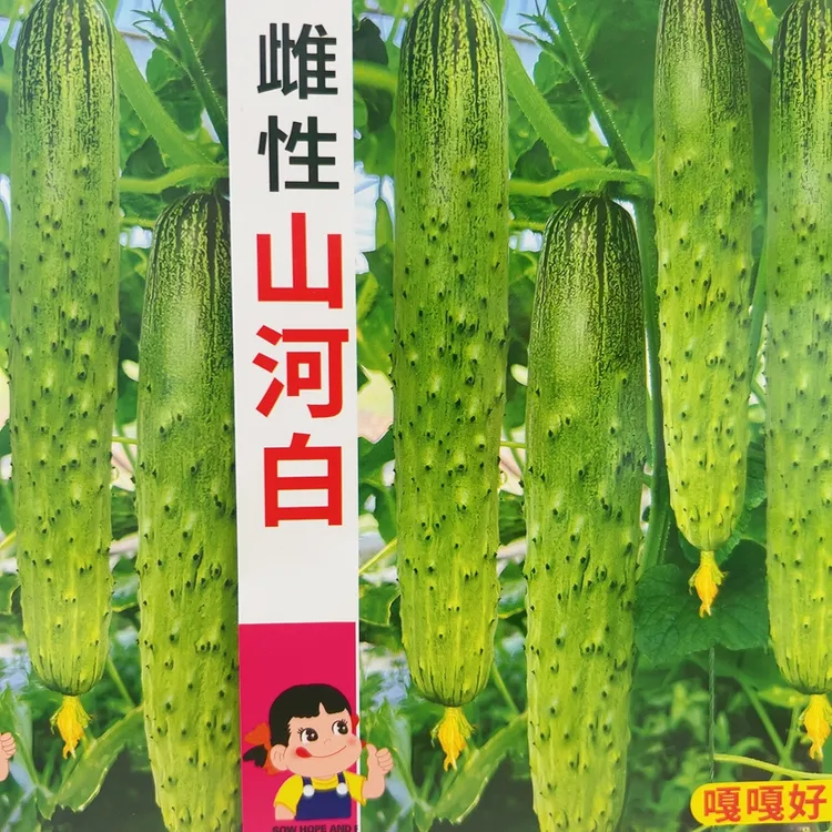 雌性山河白黄瓜种子50粒
