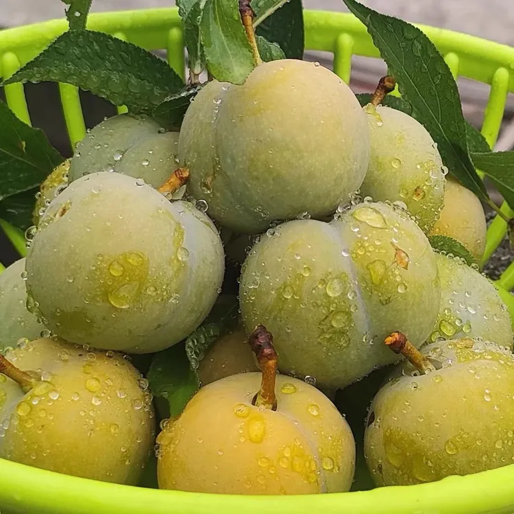 正宗四川汶川脆李四川脱骨李青脆脱骨李脆甜四川李子非蜂糖李