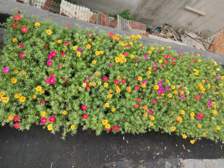单瓣太阳花盆栽适合室内阳台，四季开花，花量大开花勤