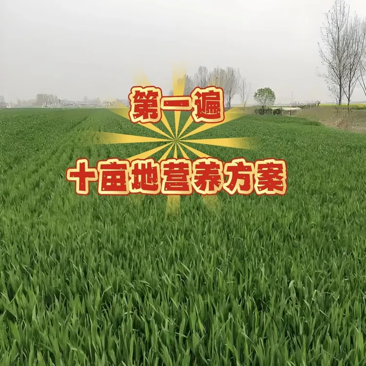 小麦第一遍营养方案十亩地包邮