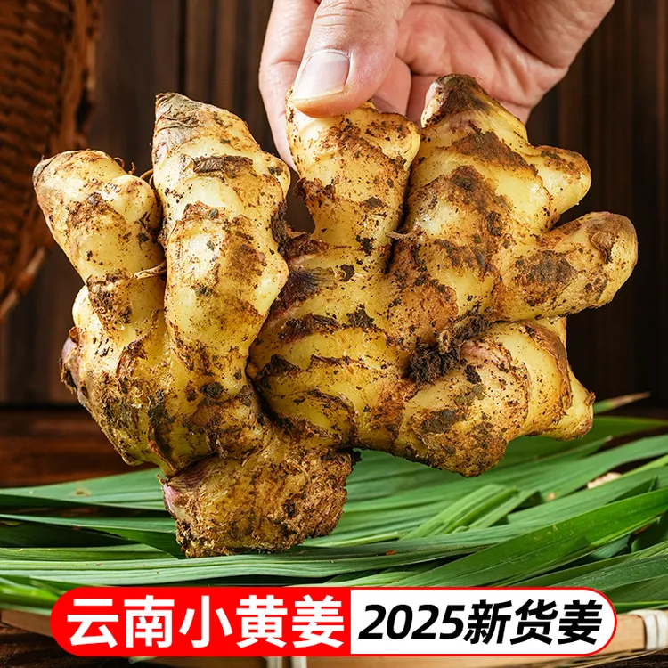 2025年云南小黄姜新鲜姜嫩姜仔姜3斤5斤当季蔬菜TY