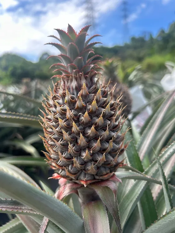 中山神湾菠萝清甜多汁自然成熟新鲜现摘应季水果6斤包邮