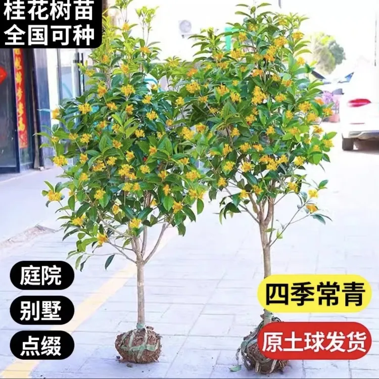桂花树苗桂花苗盆栽室内外庭院花卉金桂红四季桂浓型盆景丹桂