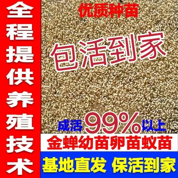 优质品种知了龟爬叉种幼苗卵种子幼虫蝉蚁幼苗活养殖地专业批发