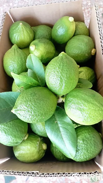 广东新鲜香水柠檬清香多汁奶茶店专用水果