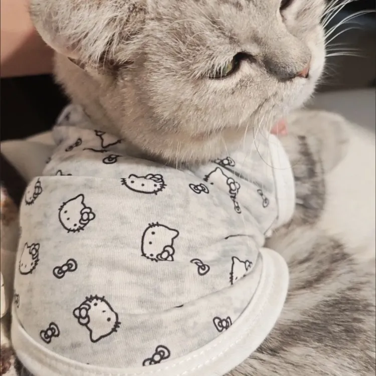 kt凯蒂猫咪宠物衣服猫咪衣服春夏秋夏季可爱吊带背心式防脱毛新款