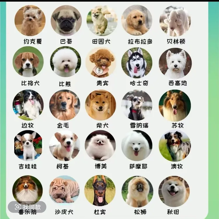 【聚鑫萌宠】活体狗狗宠物狗狗链接下单