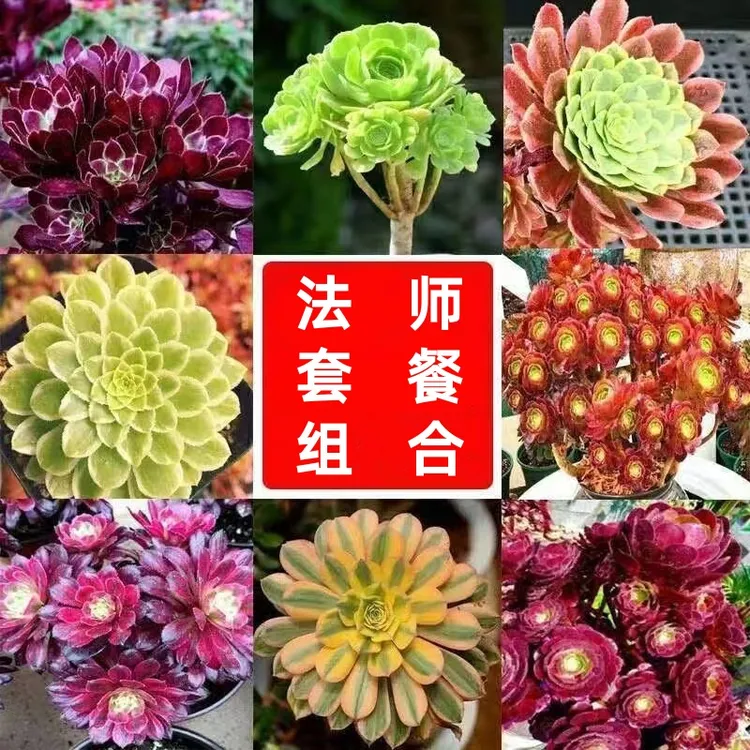 玫瑰法师多肉植物多头圆叶法师多肉组合绿植盆栽新手套餐多头群生
