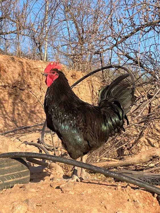 正宗沂蒙山散养土鸡【跑山鸡】