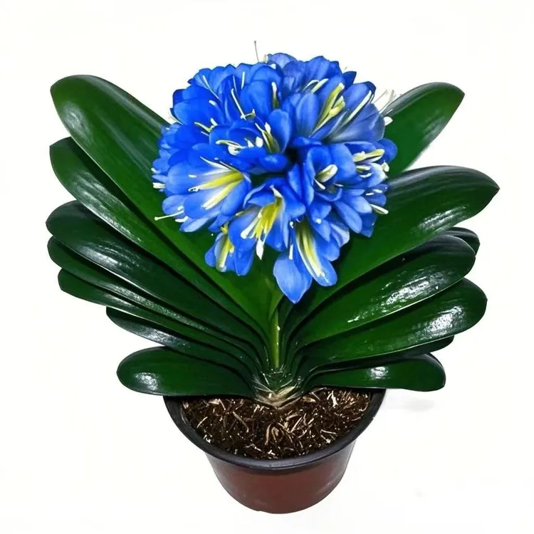 君子兰盆栽君子兰花四季长青室内阳台花卉绿植盆栽懒人好养
