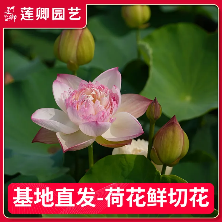 【荷花鲜切花】新鲜荷花观赏池栽荷花鲜花水生花卉摆放提升格调