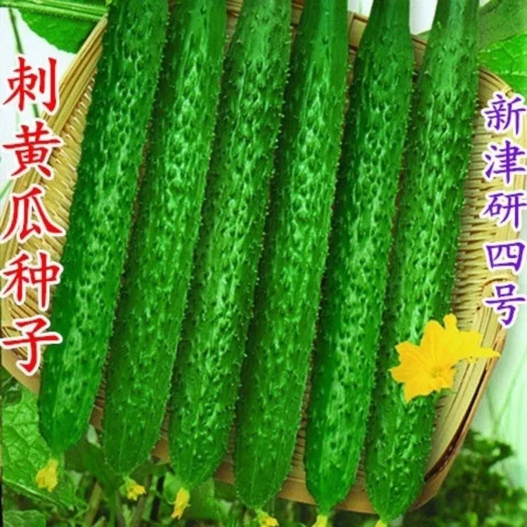 津研四号黄瓜种子高产早熟抗病水果春秋四季阳台盆栽蔬菜种籽苗~