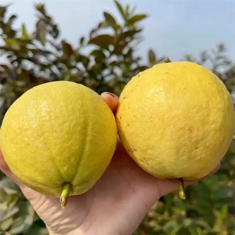 奶油芭乐大果番石榴皮薄多汁原生态自然新鲜水果白心芭乐现摘现发