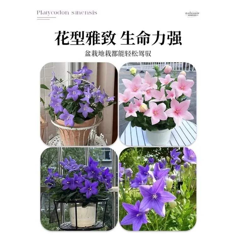 中华桔梗盆栽带花苞花卉室内好养活四季开花绿植