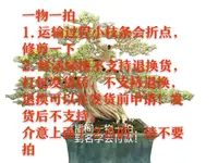 绿植盆景盆栽，一物一拍所见所得。
