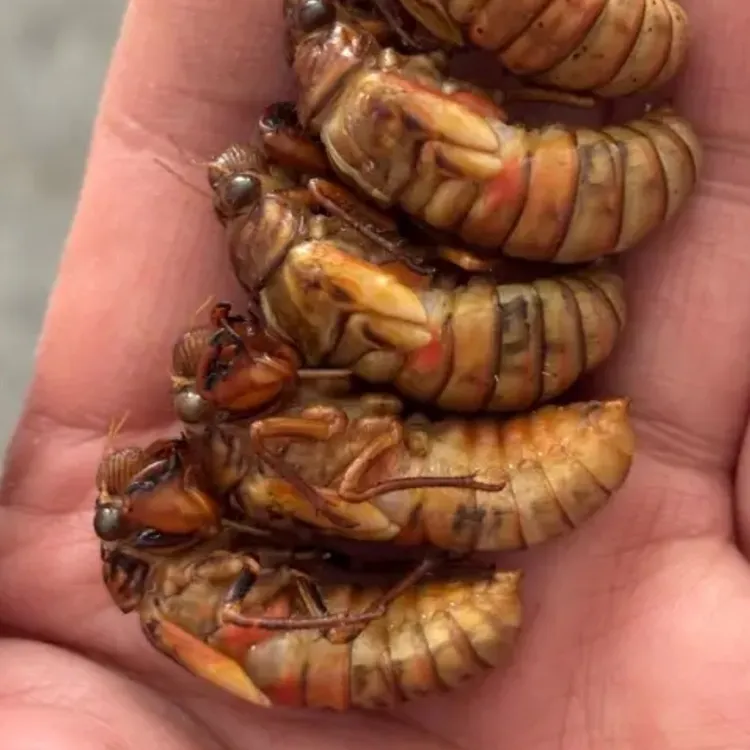 2025鲜活早春金蝉  爬叉 肉蛋 1瓶60只2瓶120只京东包邮冷冻发