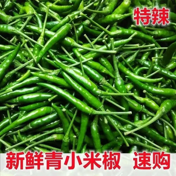 新鲜现摘正宗四川特辣青米椒朝天椒小米椒等多种青椒