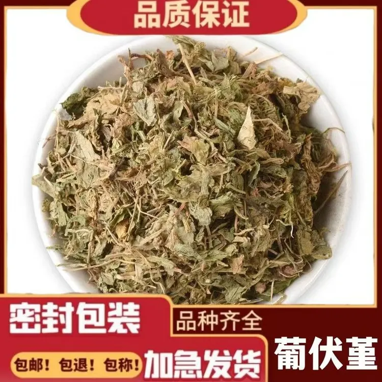 匍伏堇 中药材 七星莲 白地黄瓜 地白菜 葡伏堇 雪里青 包邮