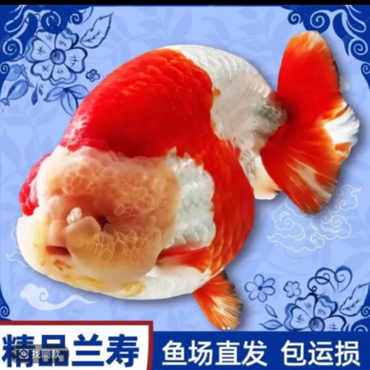 兰寿金鱼潘氏小型蓝寿红白玉兔奶牛等养好耐活观赏鱼冷水淡水鱼