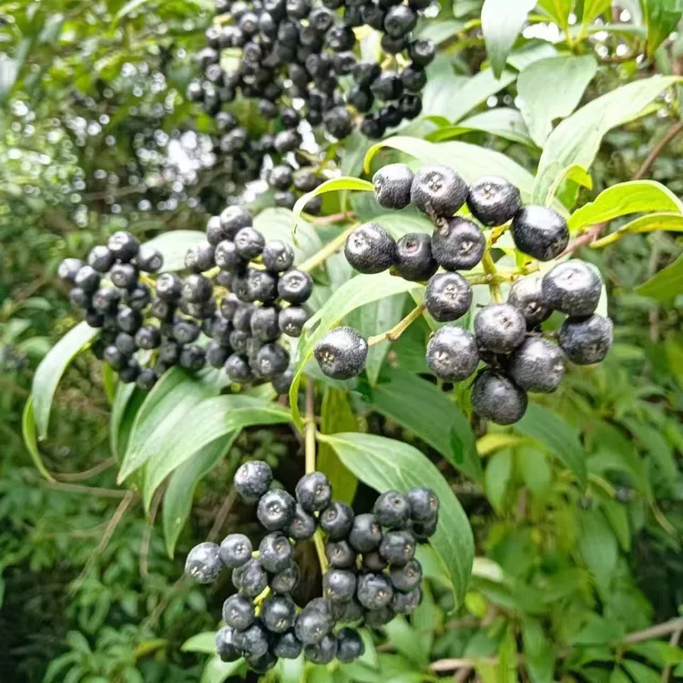 新鲜水柿子现采现发主钓草鱼青波鳊鱼军鱼等多个鱼种
