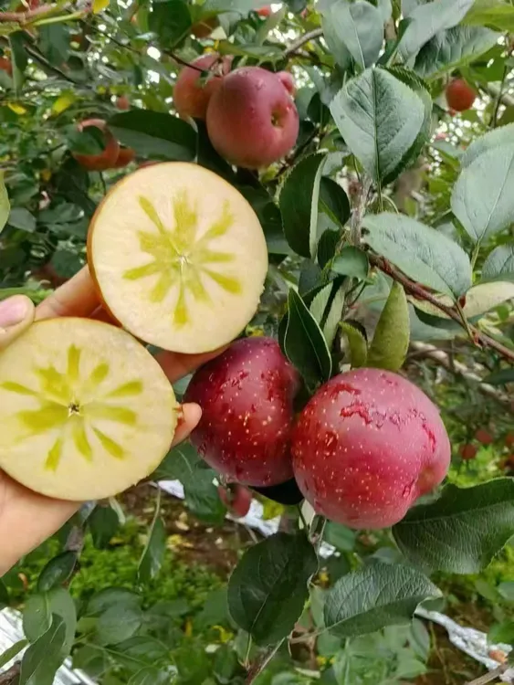 现摘现发昭通冰糖心丑苹果脆甜多汁皮薄肉厚新鲜水果