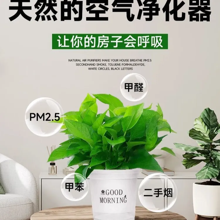 120小绿萝早安盆绿萝盆栽室内吸甲醛净化空气绿萝办公室桌面盆栽