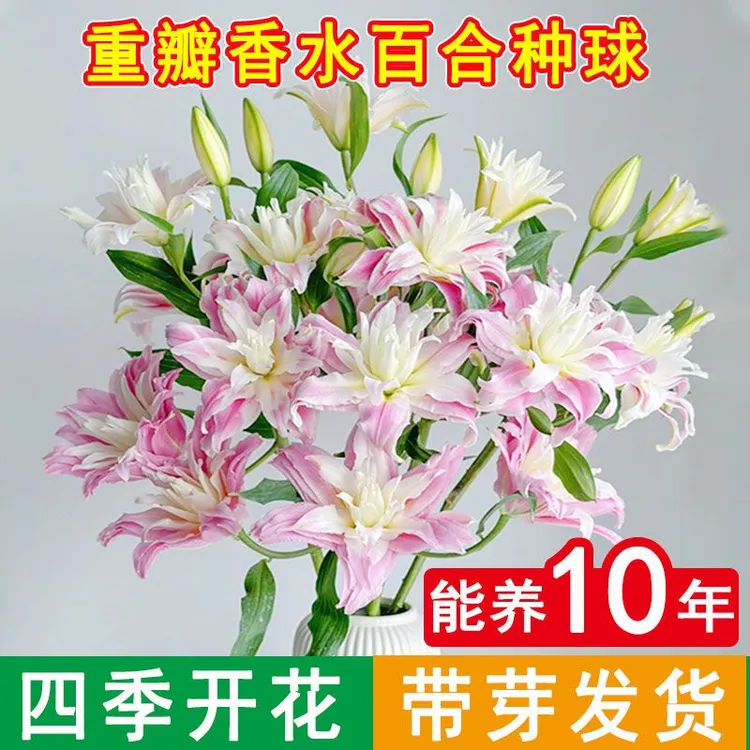 【新疆包邮】香水百合种球四季开花耐寒阳台室内室外观赏重瓣花卉