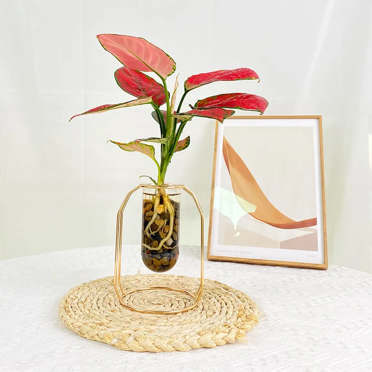 【吉利红】竹芋盆栽植物室内四季好养如意皇后花卉办公桌面彩叶绿植