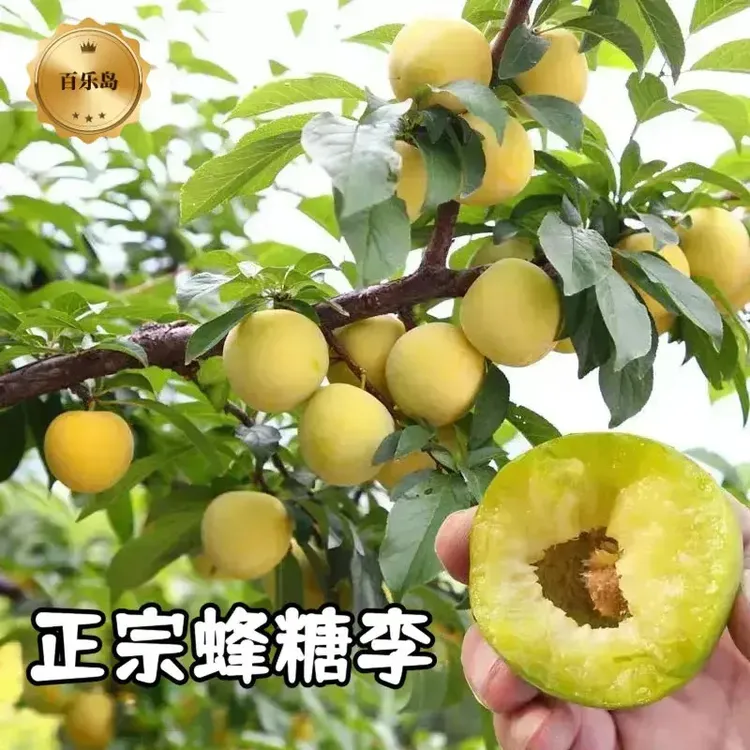 【正宗蜂糖李】家庭小院盆栽地栽四季种植商品图