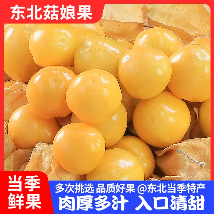 东北姑娘果中大果超甜东北黄姑娘水果菇娘新鲜东北特产灯笼果菇娘