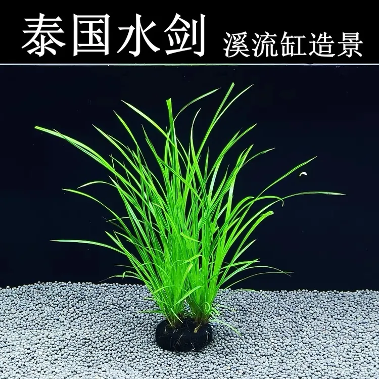 泰国水剑坨草后景水草易养原生缸水草懒人造景好养水草新手小白