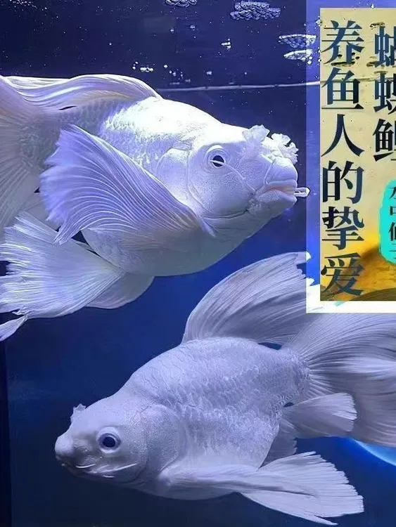 22-24cm纯种赛级台系血统蝴蝶鲤观赏鱼球体冷水耐活（冷水鱼观赏鱼