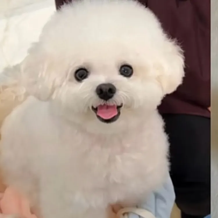 雪纳瑞比熊柯基等狗狗活体家庭陪伴萌宠定订金