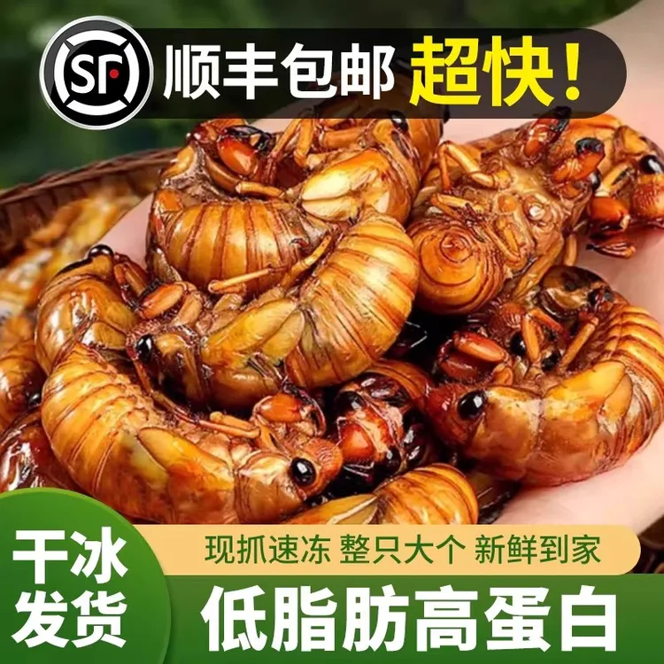 顺丰包邮新鲜大个金蝉知了猴冷冻特产可油炸烧烤