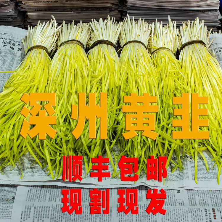 顺丰包邮【京津冀】正宗河北深州黄韭现割现发头茬新鲜当季时令蔬菜