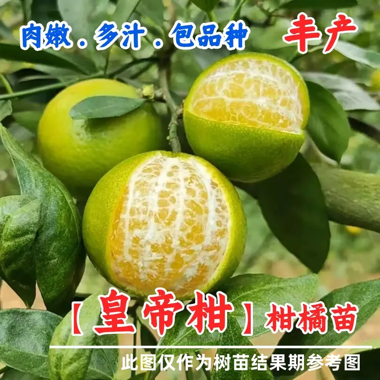 嫁接广西皇帝柑树苗薄皮柑橘柑桔苗盆栽地栽橘子树果苗南北方种植