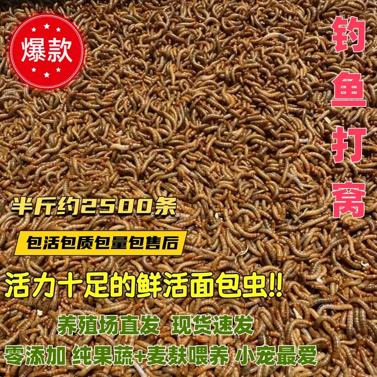 鲜活面包虫活虫活体黄粉虫蝎子石蛙金龙鱼乌龟画眉鸟食鸡鸭鹅饲料