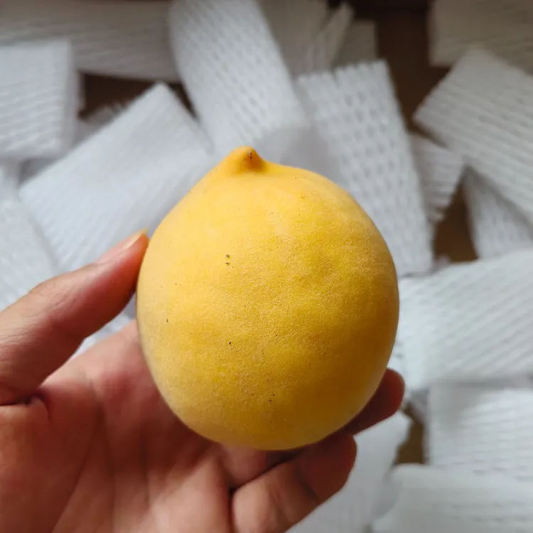 现采现摘黄桃嘎嘣脆水果12枚