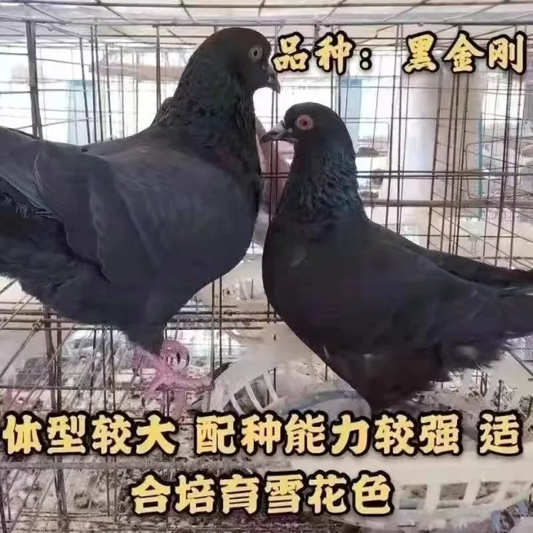 便宜特大型元宝落地王黑金刚鸽活苗鸽子一公一母青年种鸽