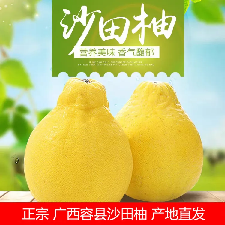 礼盒装正宗广西容县沙田柚新鲜现摘树熟果黄泥巴土老树果应季水果