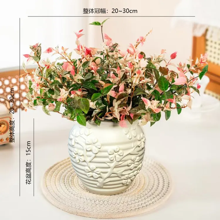 【花叶络石·粉黛】盆栽四季彩叶垂吊耐寒耐热庭院阳台绿植花卉观叶