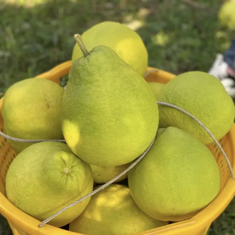湖南香柚老树经典款当季新鲜现摘无酸甘甜多汁柚水果