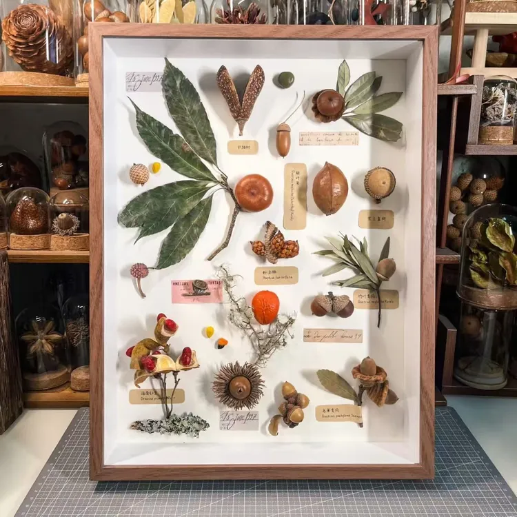 植物标本展示中空立体相框diy手工动物植物干花果实树叶创意摆台
