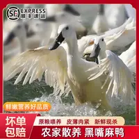【阿海专属】双黑土鸭农家散养土麻鸭子新鲜宰杀肉质鲜嫩散养180天