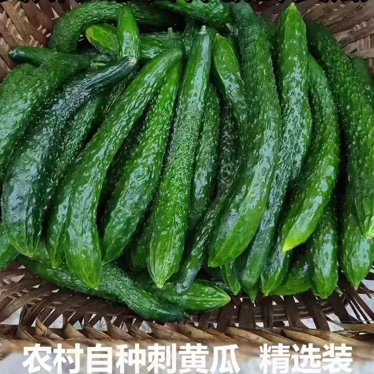 云南高山露天种植脆黄瓜新鲜采摘产地直发老人小孩放心吃