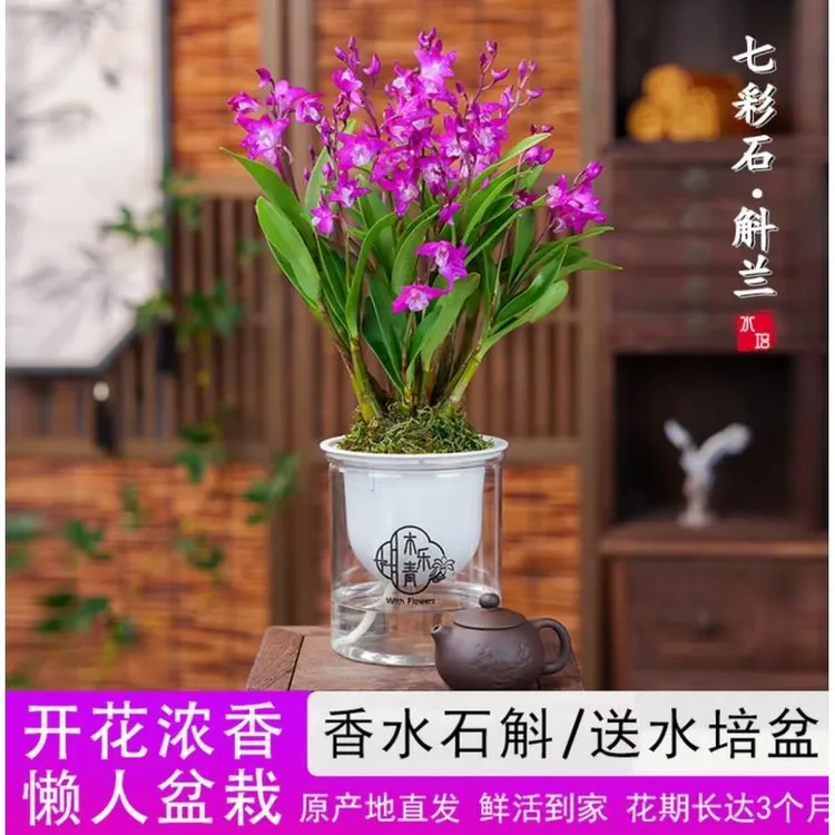 【带花剑花苞】新品澳洲香水石斛兰水培浓香室内绿植花卉盆栽