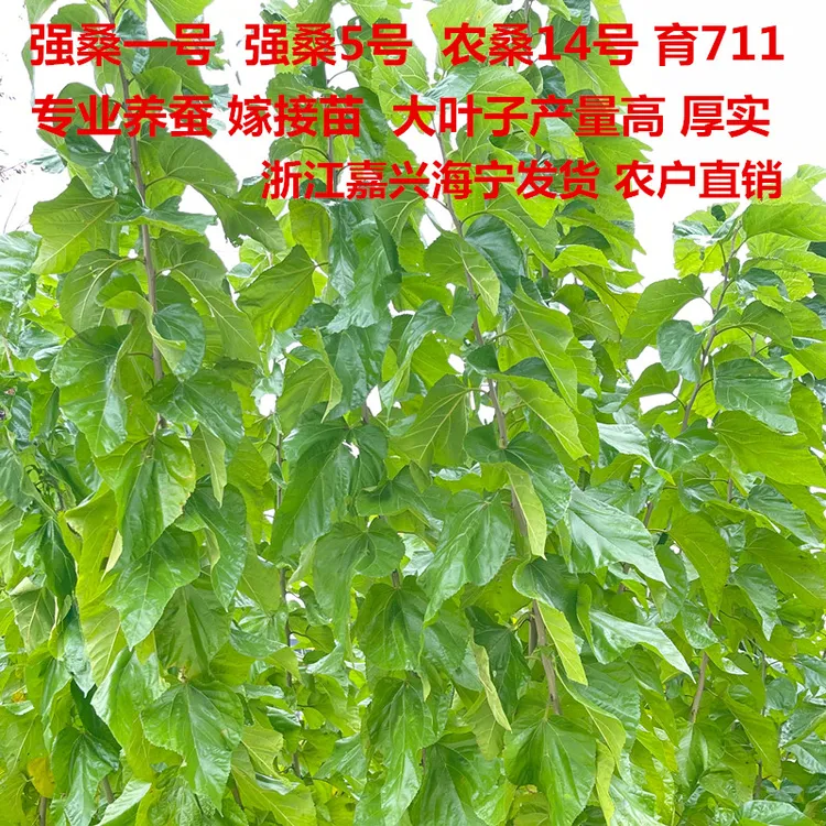 强桑1号采叶大叶蛋白桑树嫁接苗 喂蚕宝宝 养蚕高产 青苗饲料桑苗